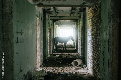 Abandoned building horse silhouette in ruined corridor, urban exploration, rural decay, animal rescue, post apocalyptic survival atmosphere.
