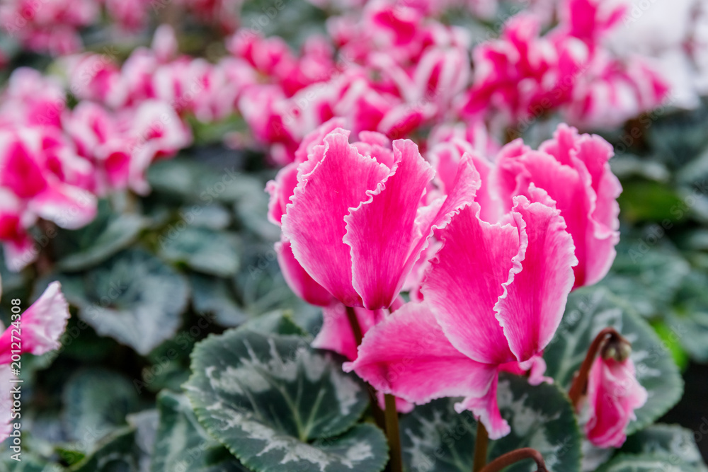 Fototapeta premium Cyclamen flowers in a garden setting during the day showing vibrant colors and lush green leaves