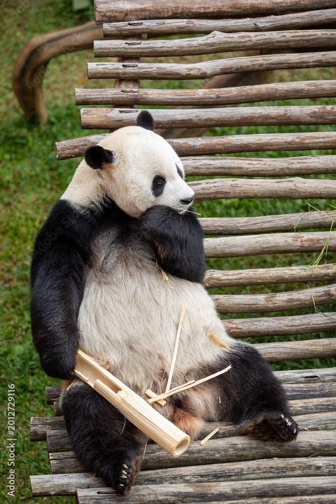 Fototapeta premium Giant Panda Sitting on Wooden Platform Eating Bamboo in Natural Habitat