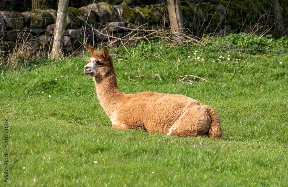 Fototapeta premium A brown alpaca lying down on the grass