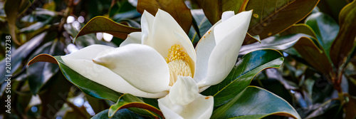 Magnolia flower blooming in a garden during spring in a sunny day surrounded by green leaves