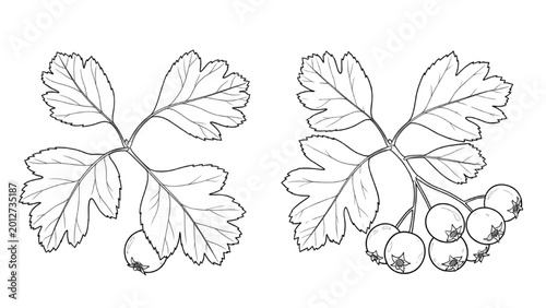 Εκτύπωση καμβά Detailed 2D CAD illustration of hawthorn leaves and berries