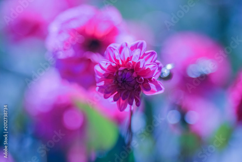 Foto Autumn blooming plant Dahlia