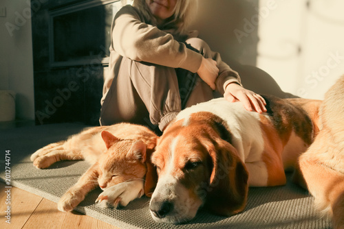 Group of Pets Resting Together with Owner at Home, German Shepherd, Beagle, and Ginger Cat Lying on Floor in Warm Sunlight