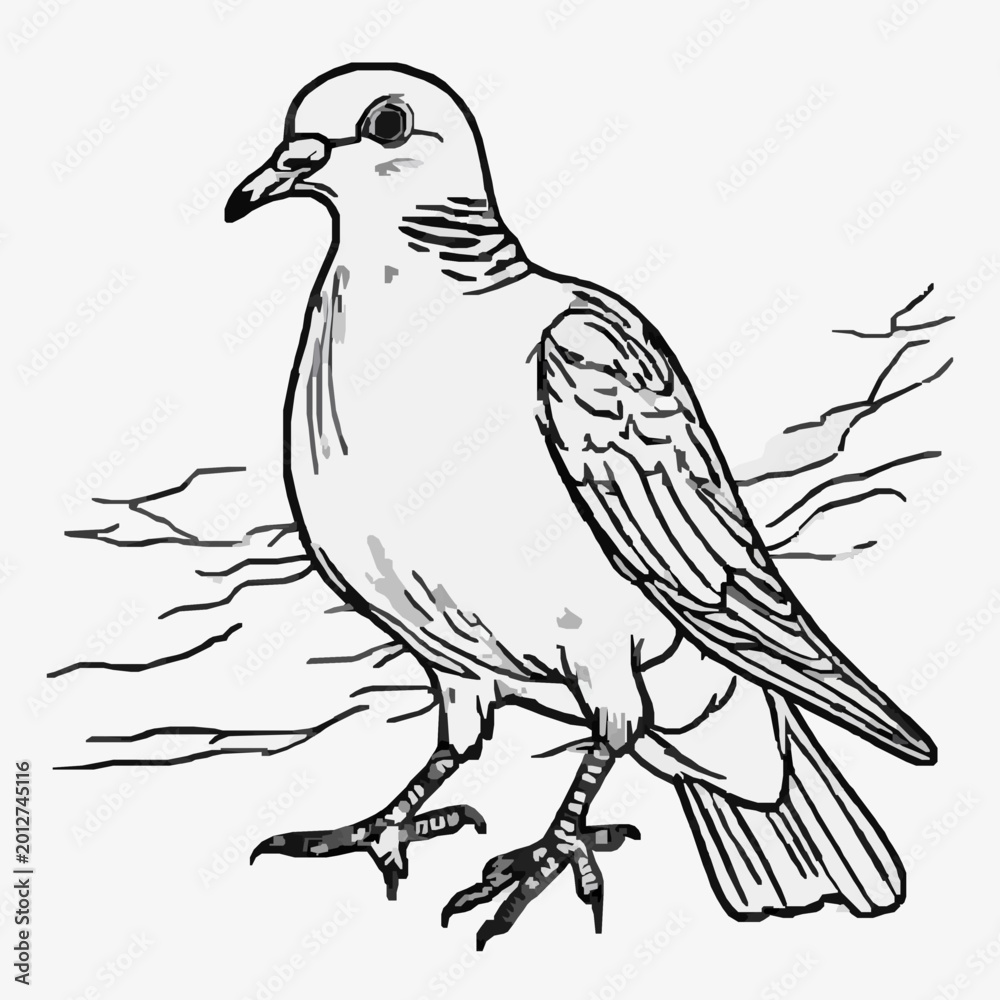 Fototapeta premium Hand-Drawn Mourning Dove Coloring Page for Kids and Adults
