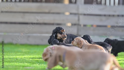 Playful puppies and their mom enjoying time together, heartwarming 4K slow motion
