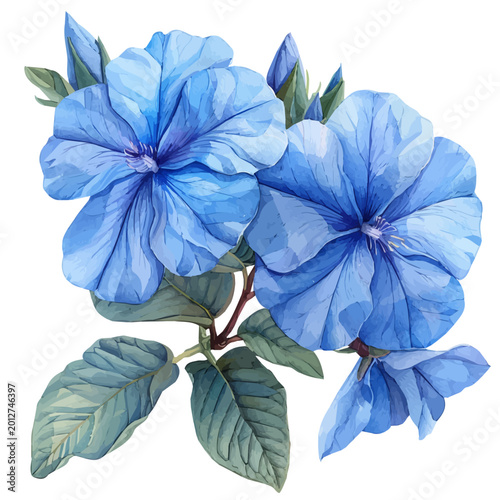 Tableau sur toile watercolor of Plumbago Flower, hand-drawn, isolated on a white background