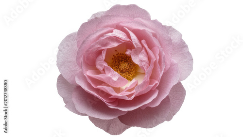 Photography Delicate pink rose with yellow stamen, isolated on transparent background