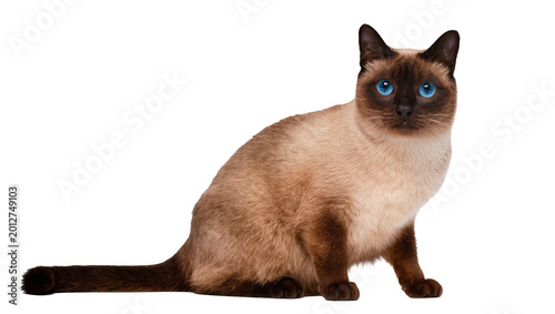 Canvas-taulu Siamese cat with bright blue eyes sitting attentively, isolated on transparent b