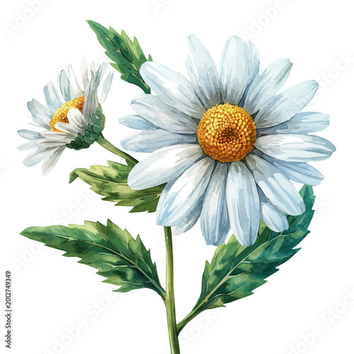 Fotografi Oxeye Daisy Flower, elegant watercolor vector painting with refined details, isolated on a white background