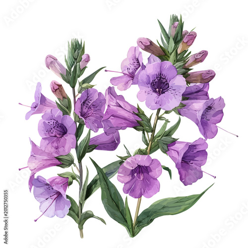 Tableau sur toile Obedient Plant Flower, vibrant painting vector in watercolor style with playful brushwork and lively colors, isolated on a white background