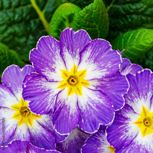 Purple flowers bloom in a garden with green leaves during the spring season showcasing their vibrant colors