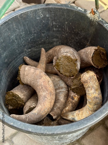 Cow Horns Filled with Biodynamic Preparation 500 in a bucket