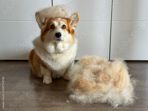 Corgi sitting calmly beside pile of fur, wearing small fur hat