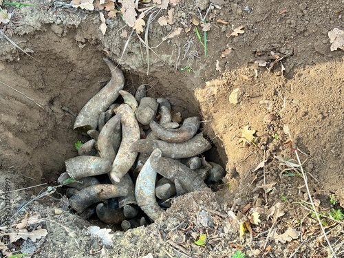 Cow horns filled with manure placed in a soil pit before burial as part of biodynamic