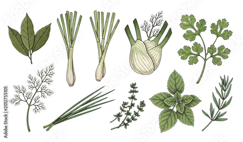 Cuadro en lienzo Hand drawn culinary herb collection with bay leaf lemongrass dill and cilantro b