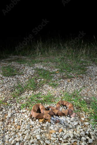 Broad-banded copperhead snake (Agkistrodon laticinctus) in rocky prairie at night, Bastrop County, Texas, USA.
