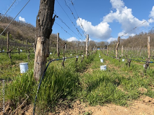 Wide view of vineyard rows with frost protection candles placed between vines to prevent damage from spring frost