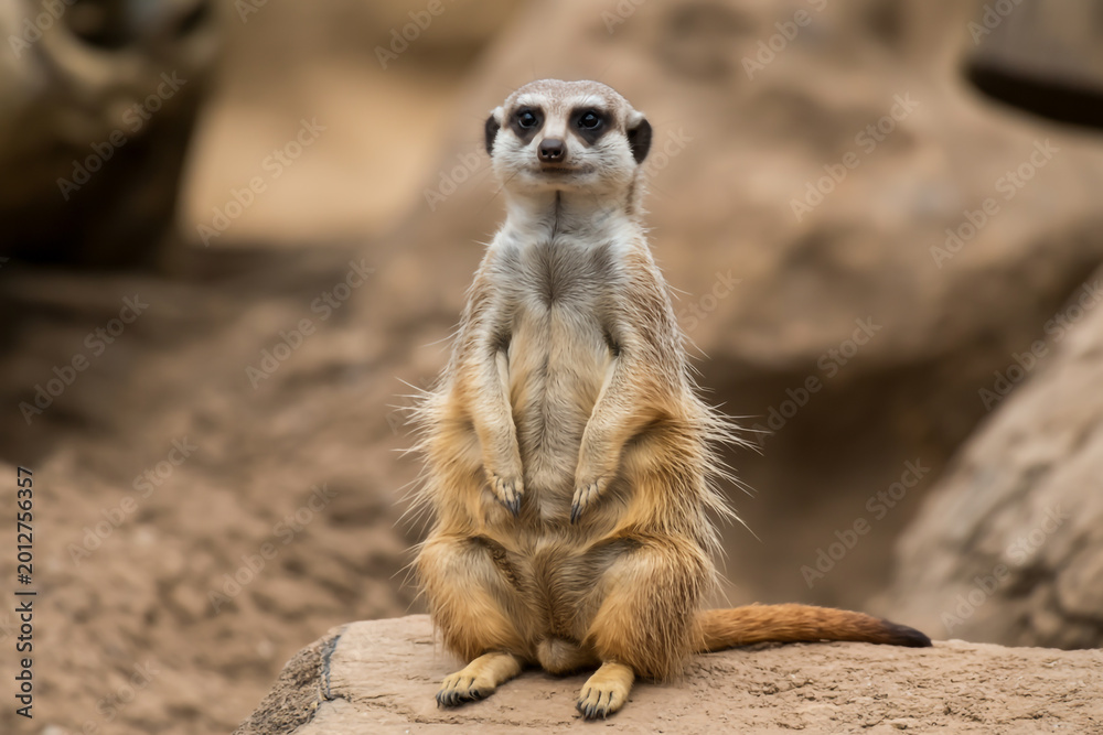 Fototapeta premium A cute meerkat standing upright on a rock in a natural outdoor habitat