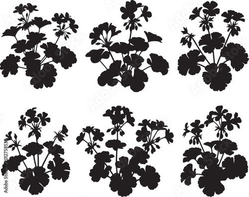 Silhouette of Flowering Geranium Plant with Detailed Leaves and Petals, black and white silhouette, vector and illustration set