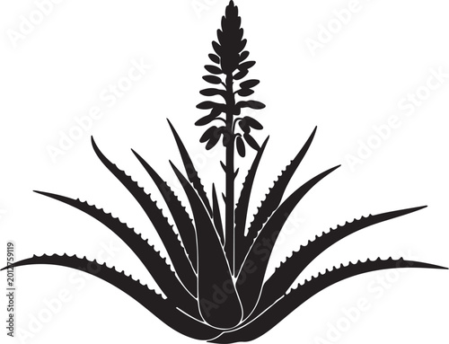 Silhouette of Blooming Aloe Vera Plant with Spiky Leaves and Tall Flower Stalk, black and white silhouette, vector and illustration