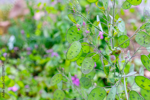 Obraz na plátně Honesty, Money Plant, or Silver Dollar Green plant with round leaves and small f