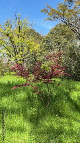 Small red-leafed tree grows among tall grass under bright sun