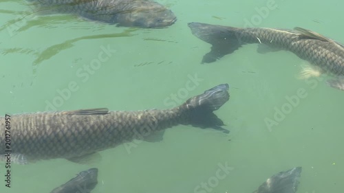 Fish glide through calm green water