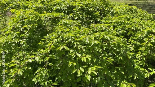 Vibrant green shrub with textured leaves, swaying softly