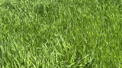 Close-up of dense green grass