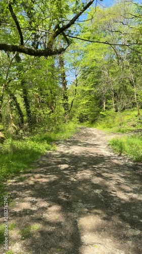 Sunlit woodland trail winds through leafy trees