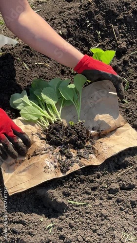 Gardener plants seedling in soil, showing close-up of hands and plant