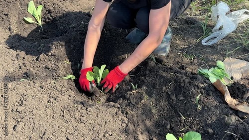 Person plants young seedlings into soil. Wears red gloves and cap. Kneels beside rows of green plants. Dirt and small rocks visible. Sunlight casts shadows.