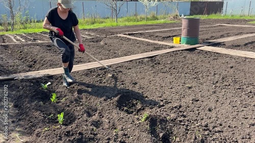 Gardener hoes soil around small sprouts in a neat garden plot