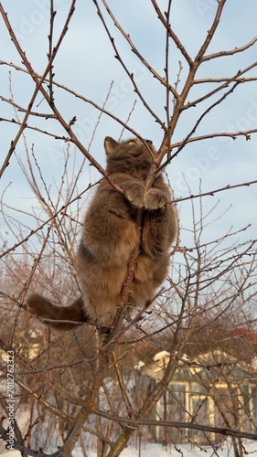 Calm brown cat sits high up in leafless winter tree, paws clutching branches