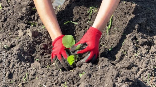 Gardener places small seedling into earth
