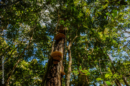 Obraz na plátně Shelf mushrooms growing on a tree trunk in a Madagascar forest