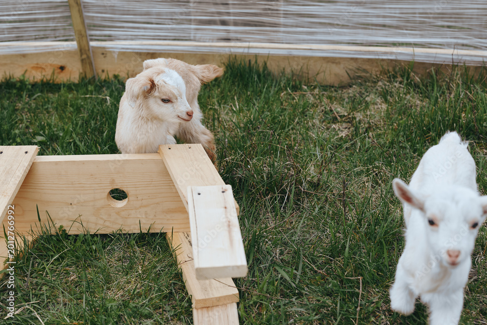 Naklejka premium A curious goat kid by a wooden pen in a sunny farm yard, head tilted toward the camera. Another kid explores the grass, conveying a lifestyle moment of rural farming and gentle animal companionship.