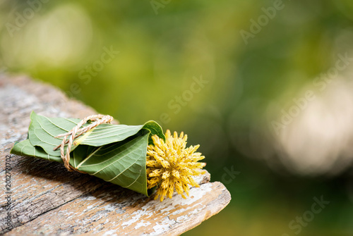 Kratom or Mitragyna speciosa Korth flowers and green leaves on natural background.