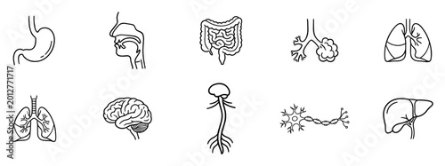 Konstfotografi Human anatomy outline icons with brain, lungs, liver, stomach and digestive syst