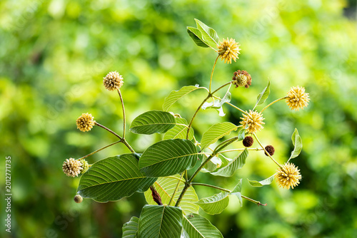 Kratom or Mitragyna speciosa Korth flowers and green leaves on natural background.