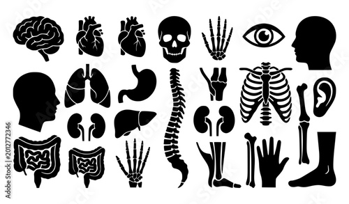 Tableau sur toile Human anatomy vector collection with skeletal organs and body part silhouettes