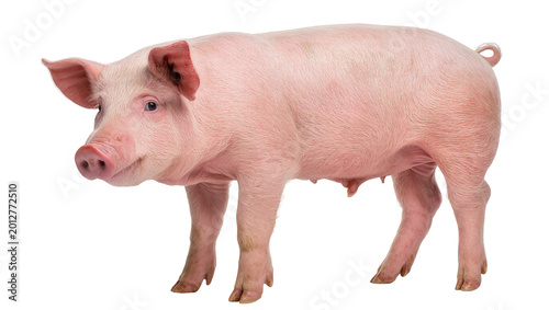 Pink pig standing, isolated on transparent background