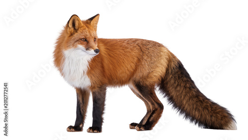 Tableau sur toile Red fox with bushy tail standing alert, isolated on transparent background