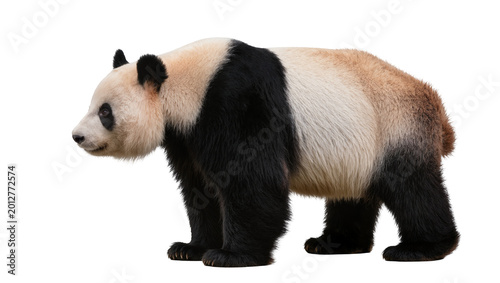 Fotografía Giant panda bear with black and white fur, isolated on transparent background
