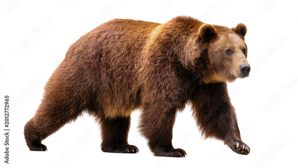Obraz premium Brown bear walking, isolated on transparent background