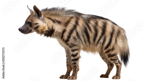 Vászonkép Striped hyena with dark brown stripes and tan fur, isolated on transparent backg
