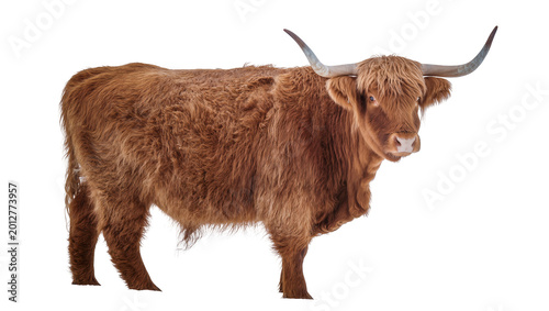 Brown Highland cow with long horns, isolated on transparent background