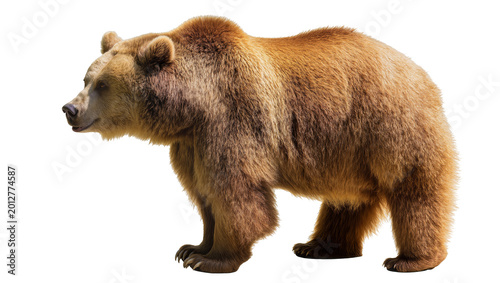 Tableau sur toile Brown grizzly bear standing profile view, isolated on transparent background