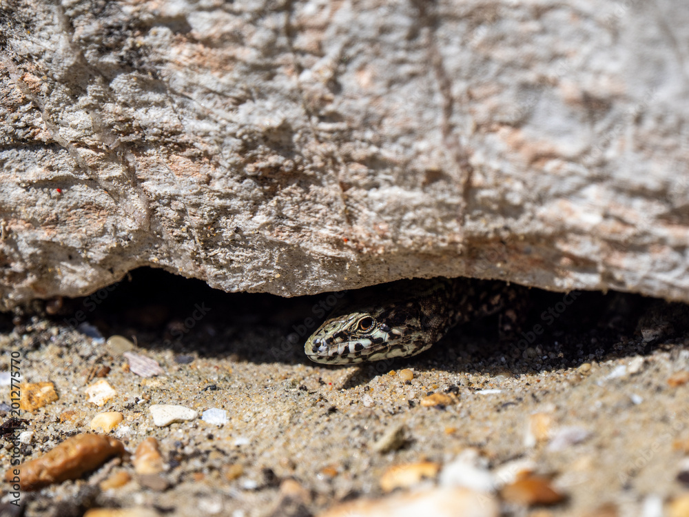 Fototapeta premium A Wall Lizard at Shoreham